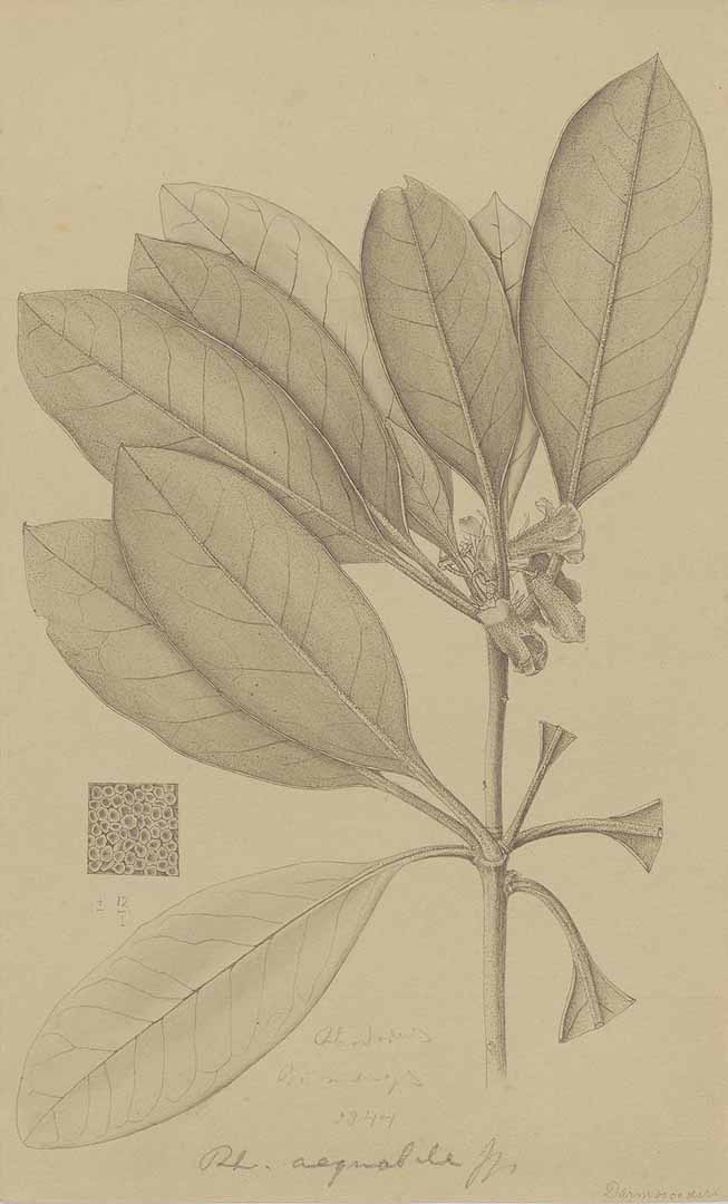 no HD illustration available (3)