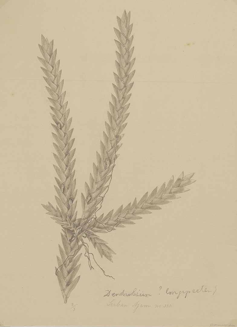 no HD illustration available (3)