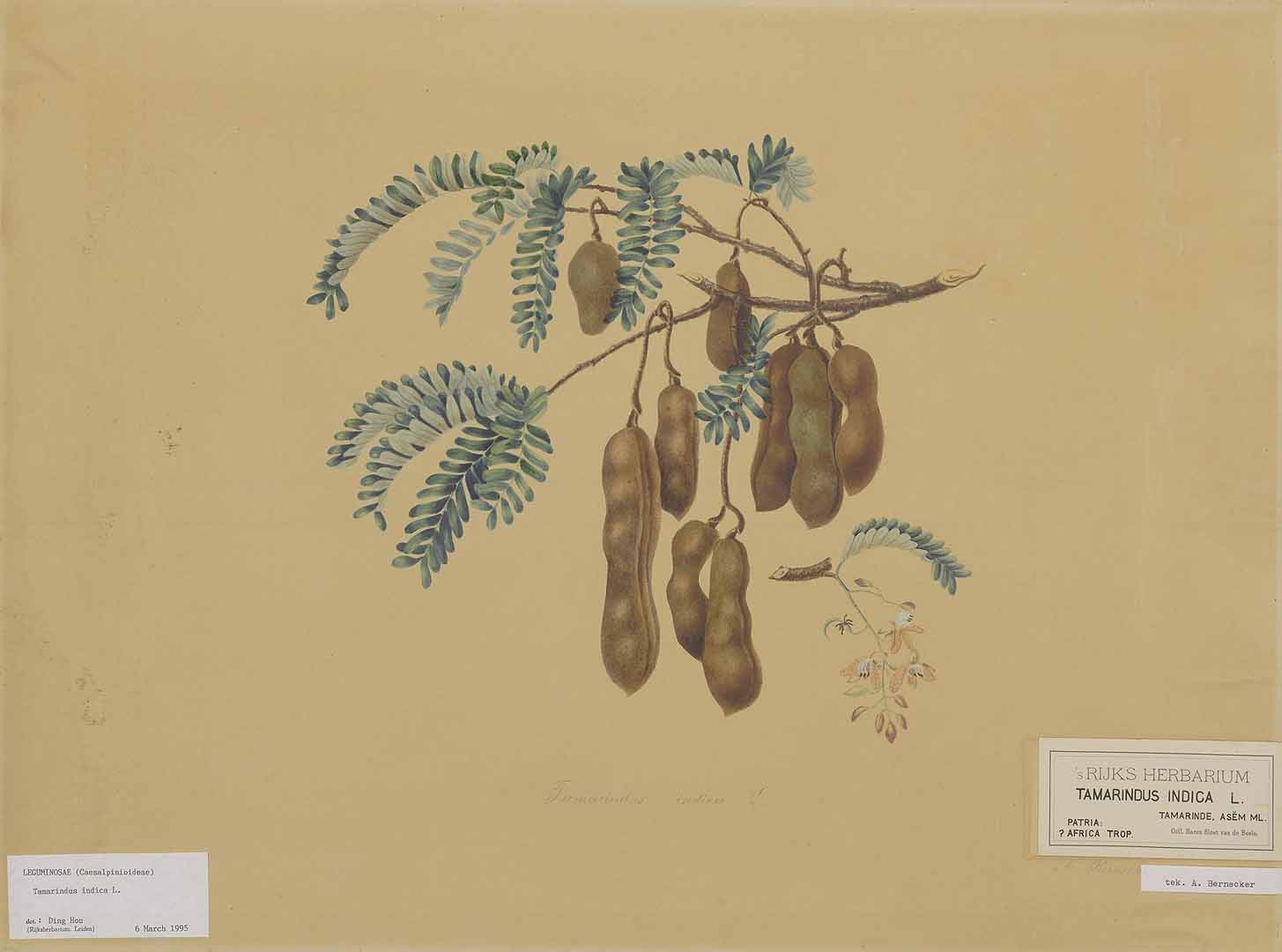 no HD illustration available (3)