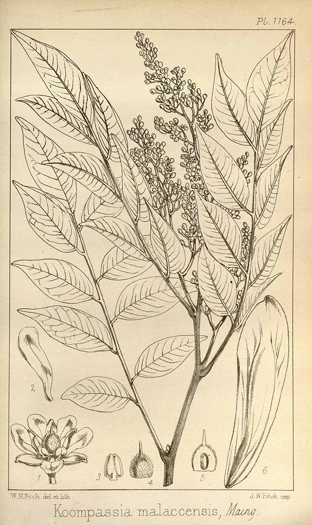 no HD illustration available (3)