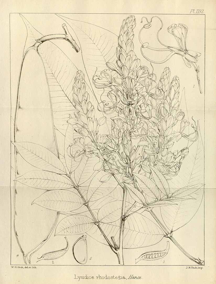 no HD illustration available (3)