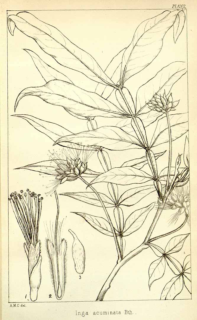 no HD illustration available (3)