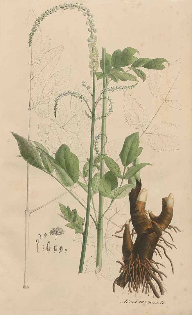 no HD illustration available (3)