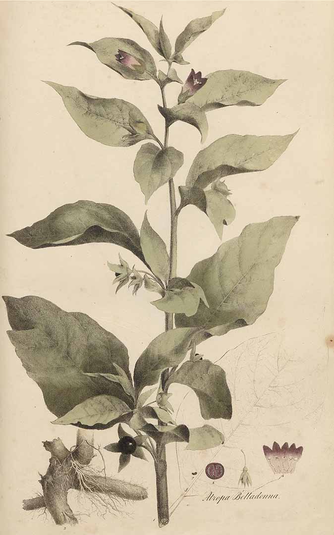 no HD illustration available (3)