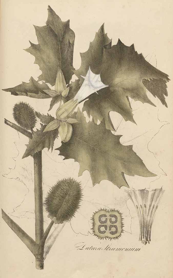 no HD illustration available (3)