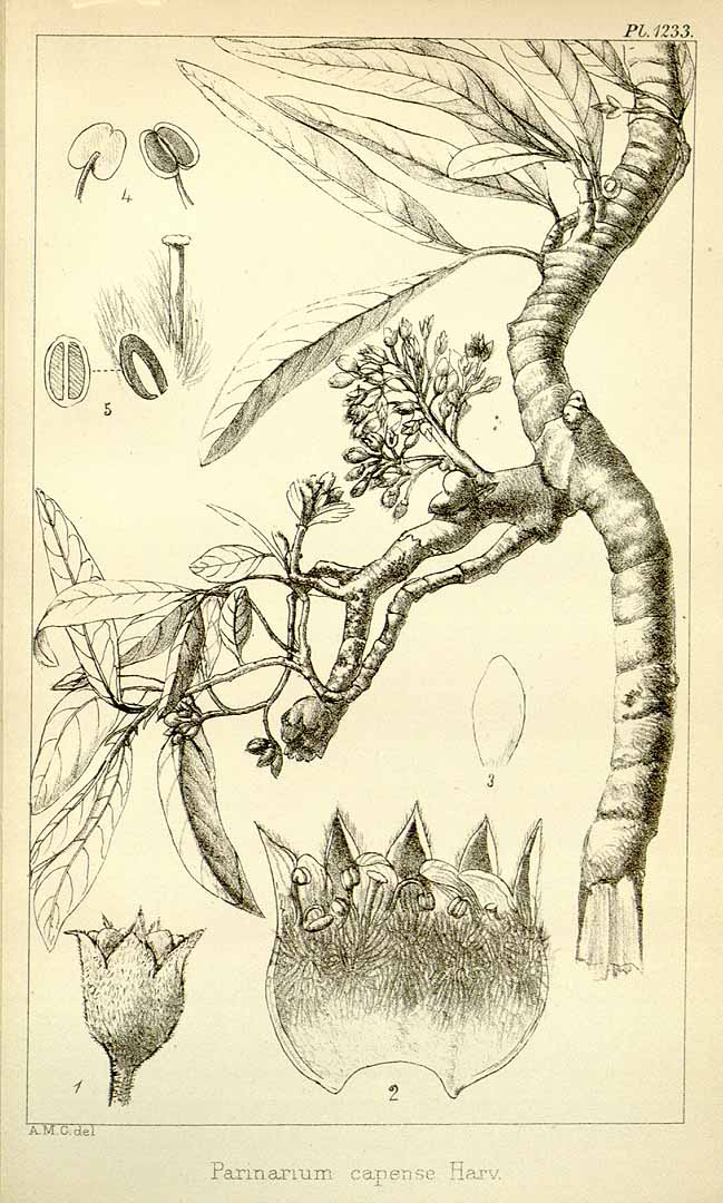 no HD illustration available (3)