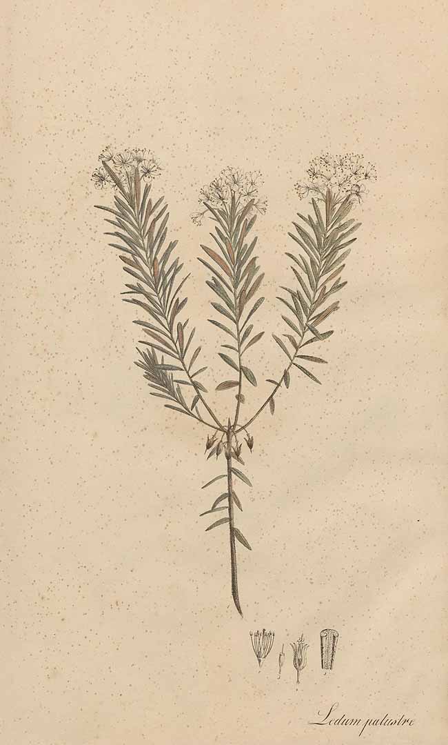 no HD illustration available (3)