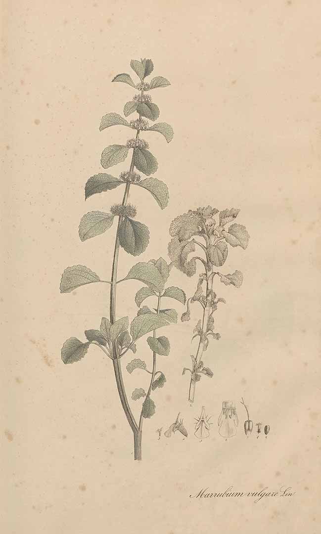 no HD illustration available (3)