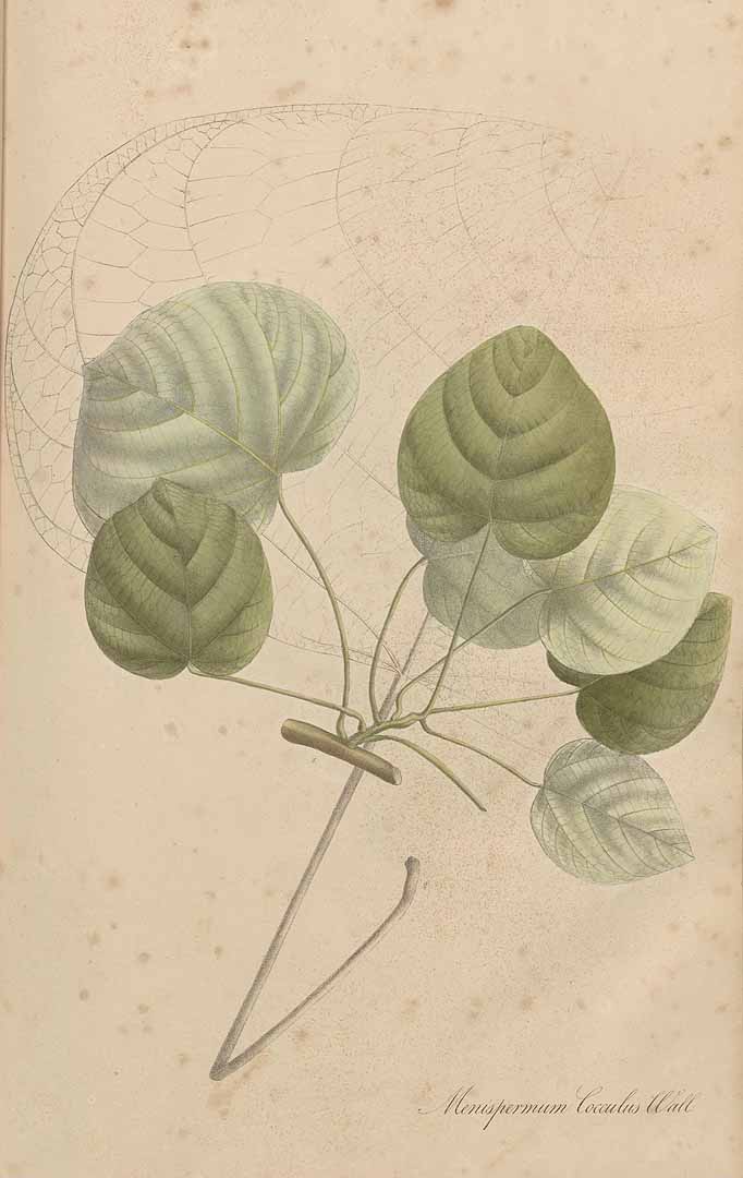 no HD illustration available (3)