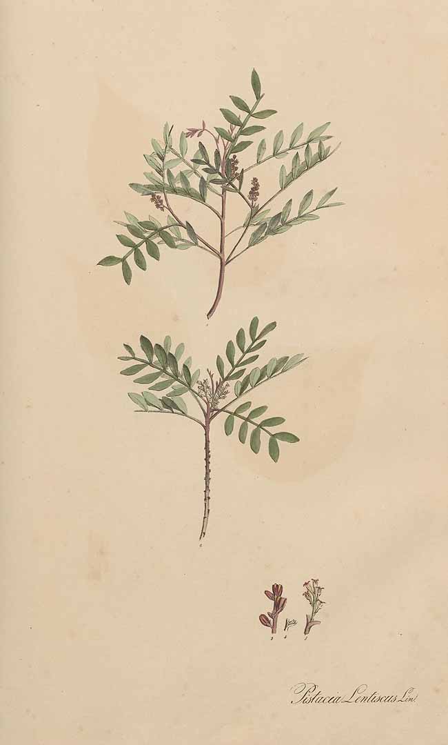 no HD illustration available (3)