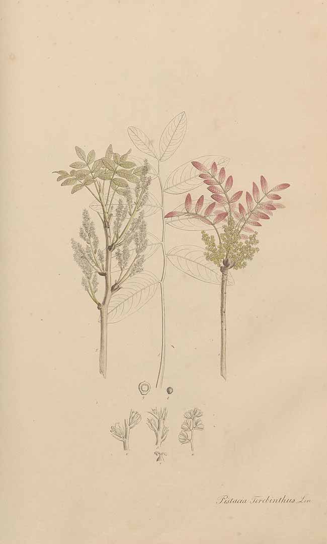 no HD illustration available (3)