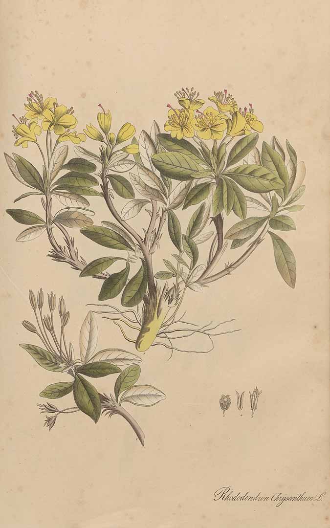 no HD illustration available (3)