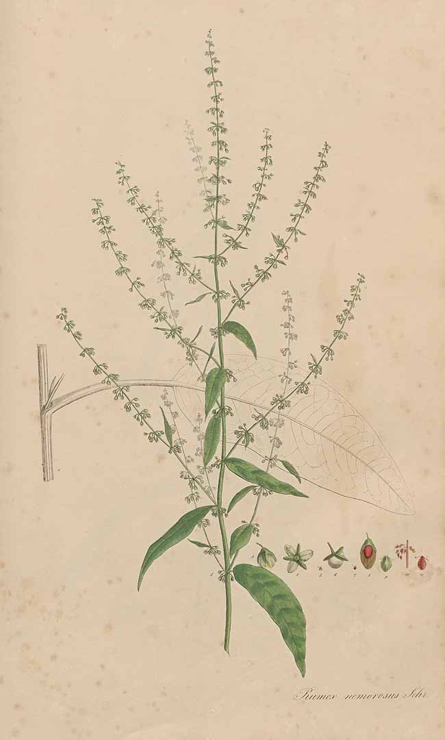 no HD illustration available (3)