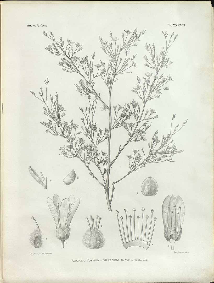 no HD illustration available (3)