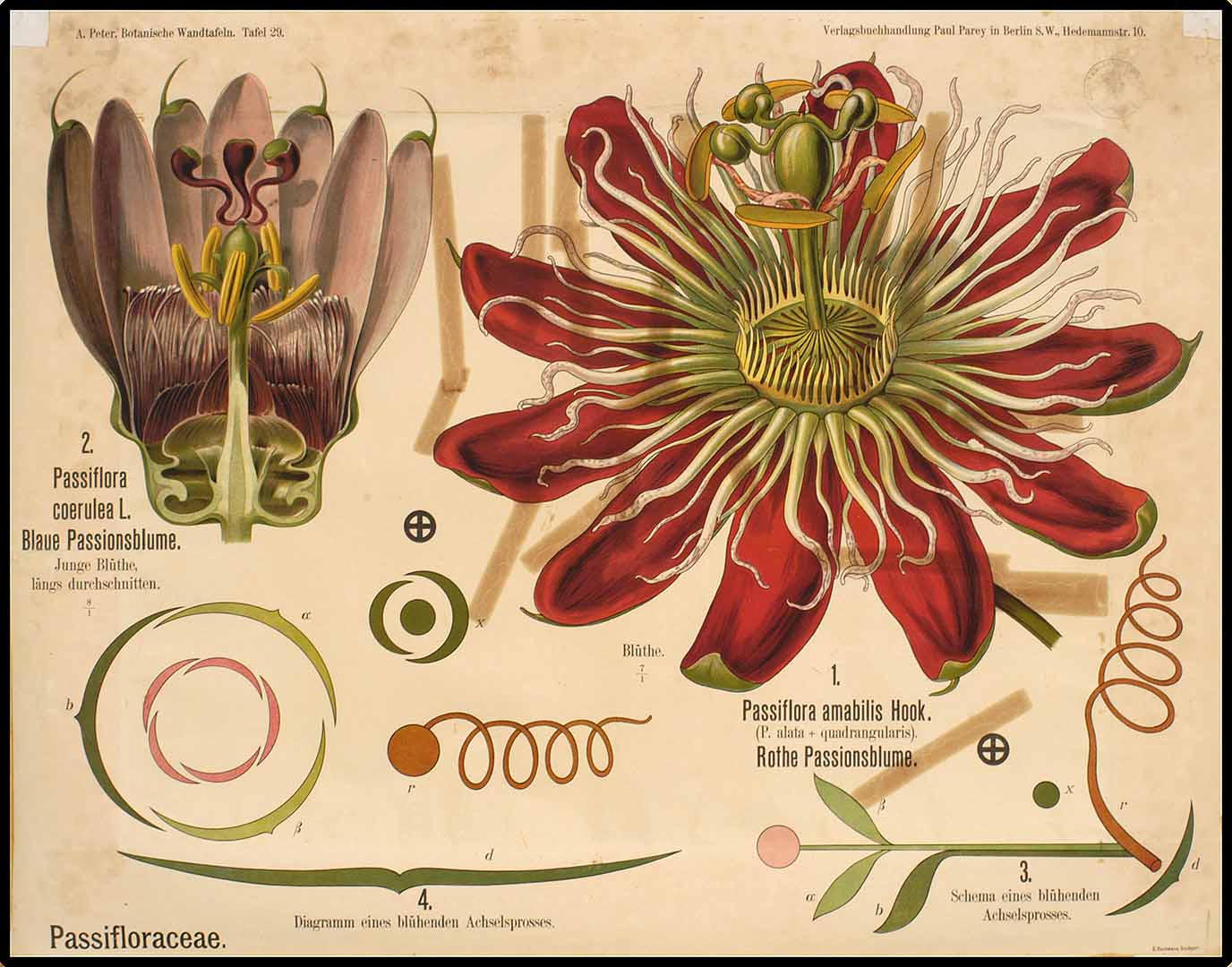 no HD illustration available (3)