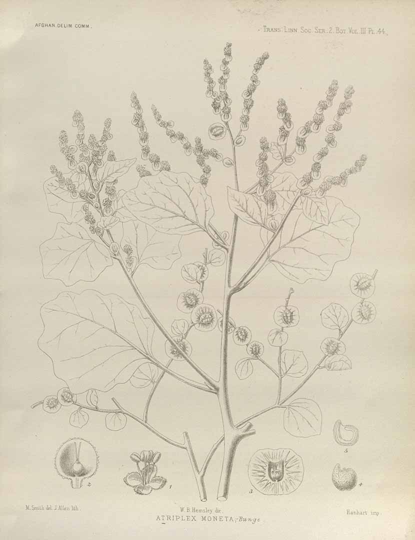 no HD illustration available (3)