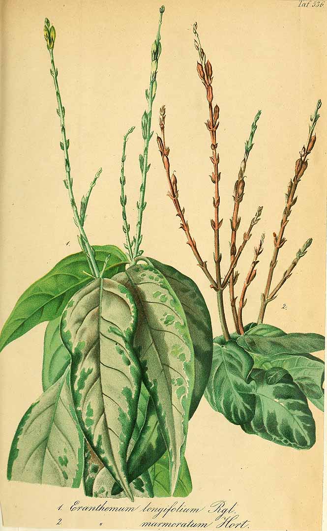 no HD illustration available (3)