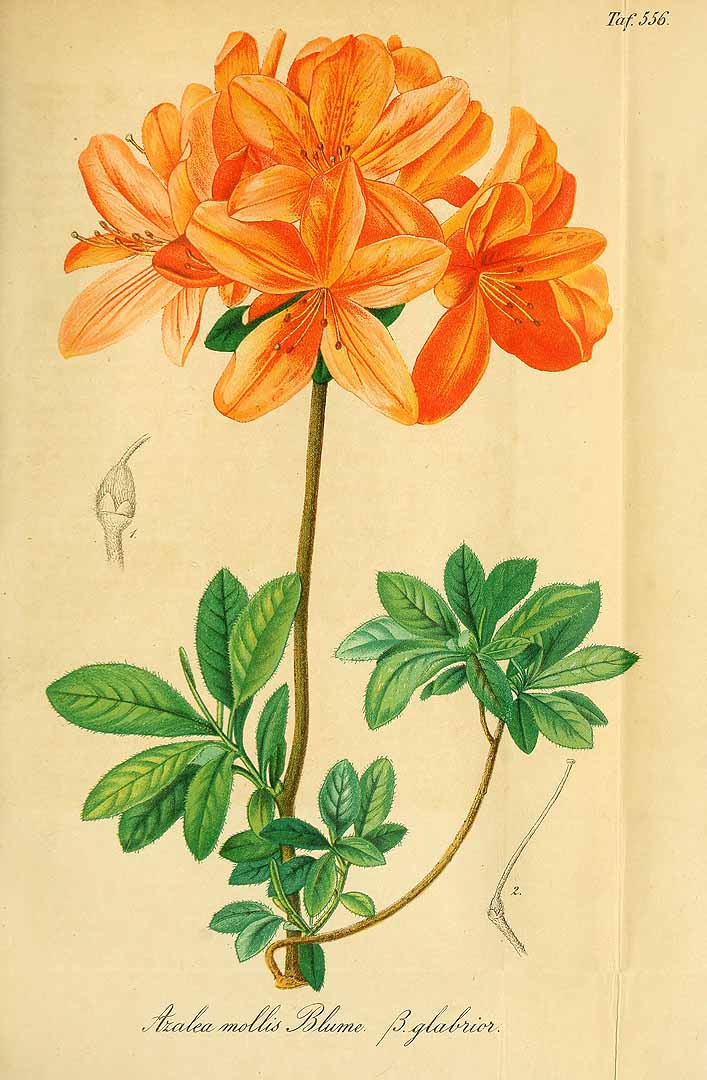 no HD illustration available (3)