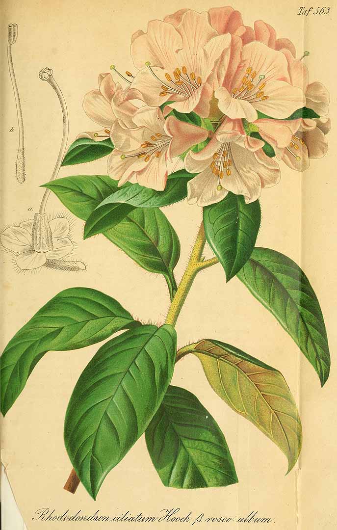 no HD illustration available (3)