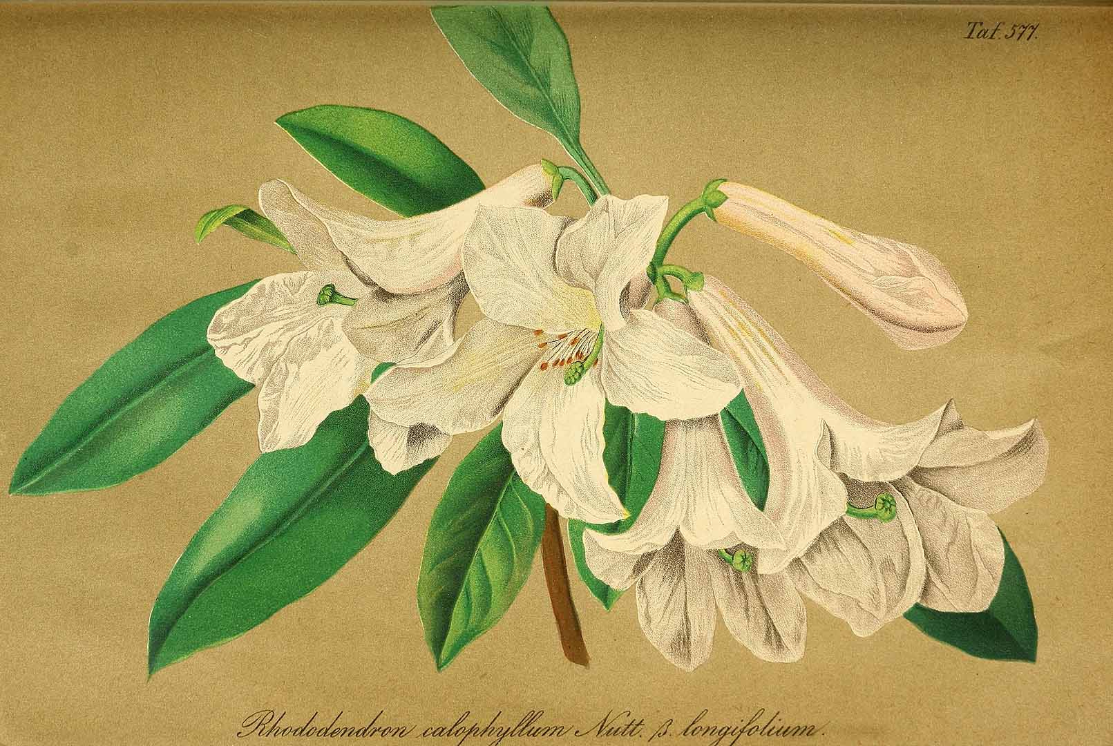 no HD illustration available (3)