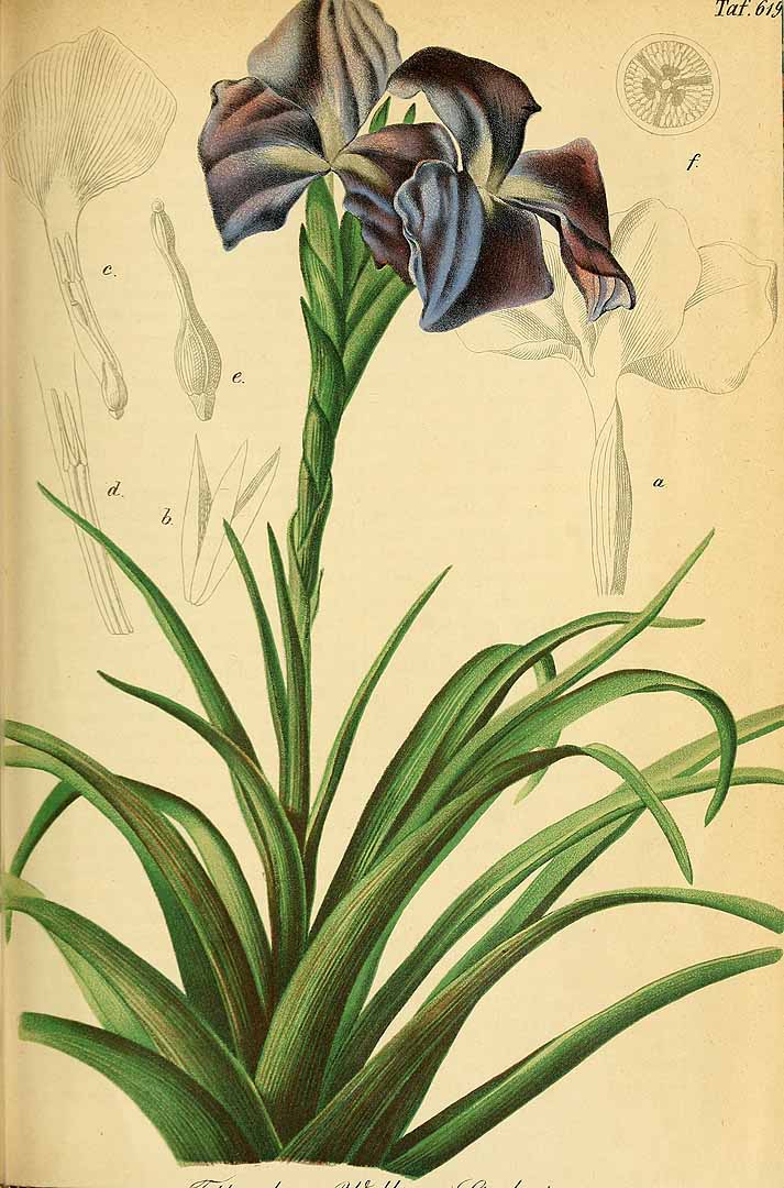 no HD illustration available (3)