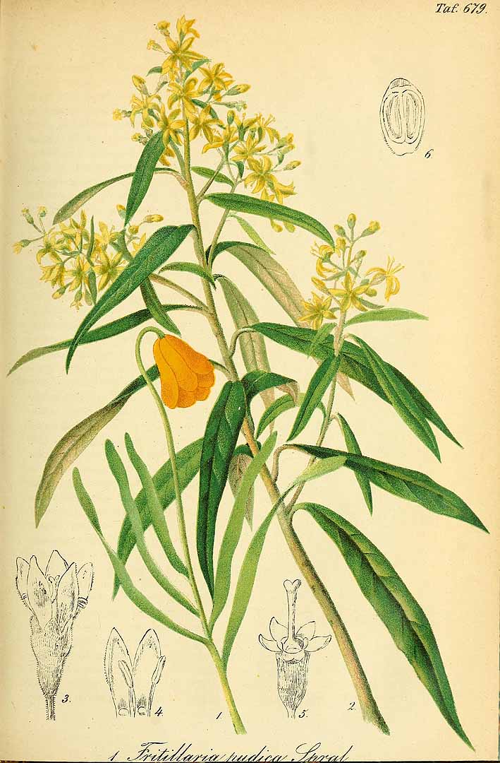 no HD illustration available (3)