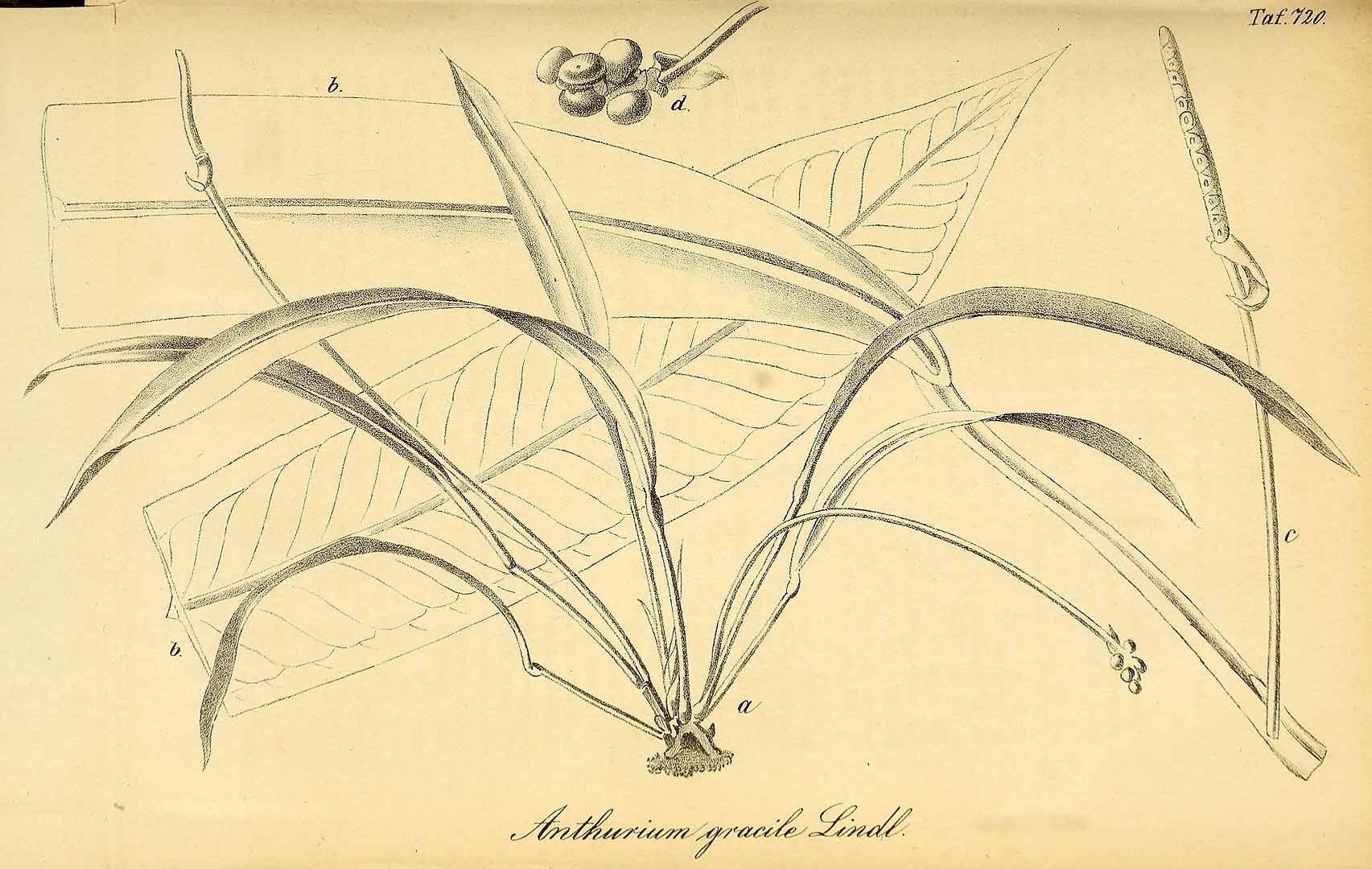 no HD illustration available (3)