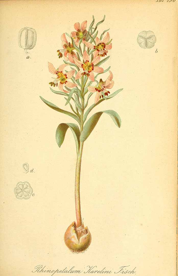 no HD illustration available (3)