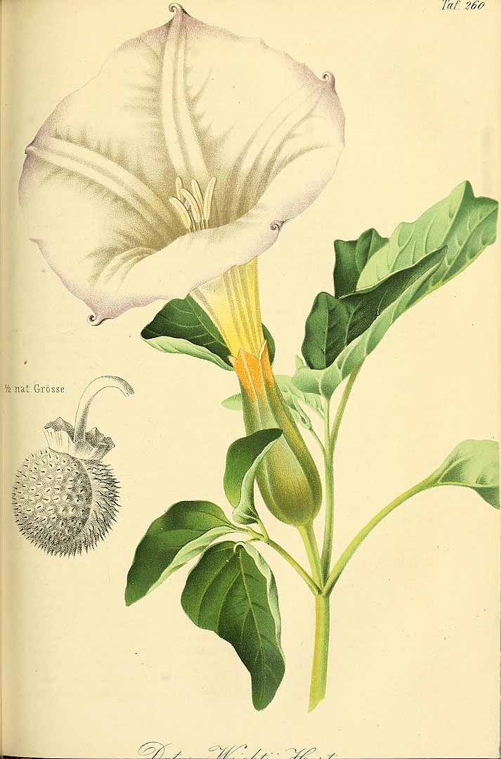 no HD illustration available (3)