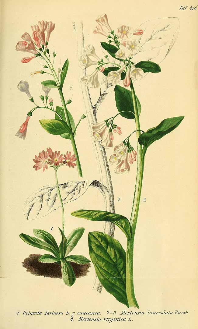 no HD illustration available (3)