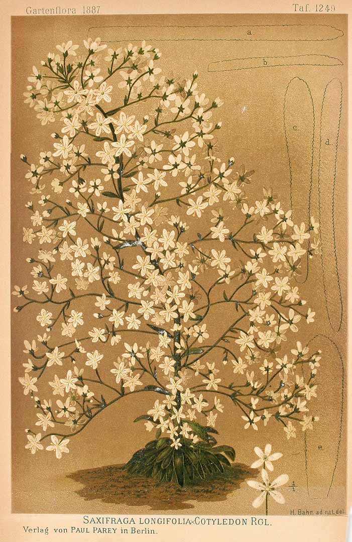 no HD illustration available (3)