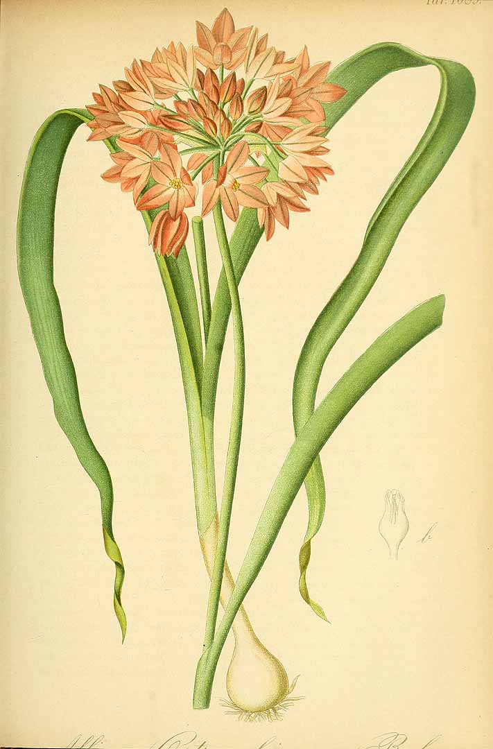 no HD illustration available (3)