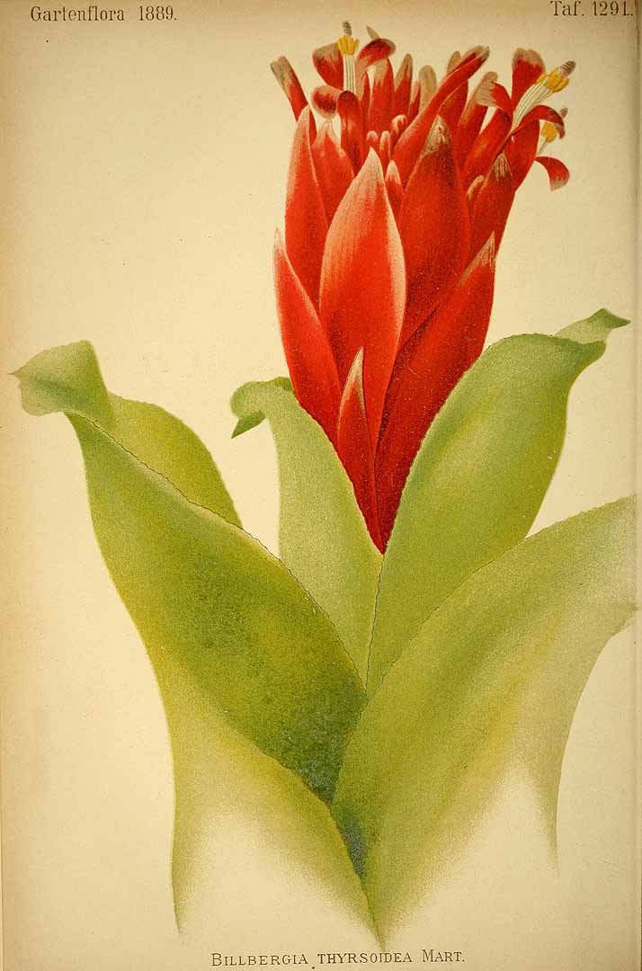 no HD illustration available (3)