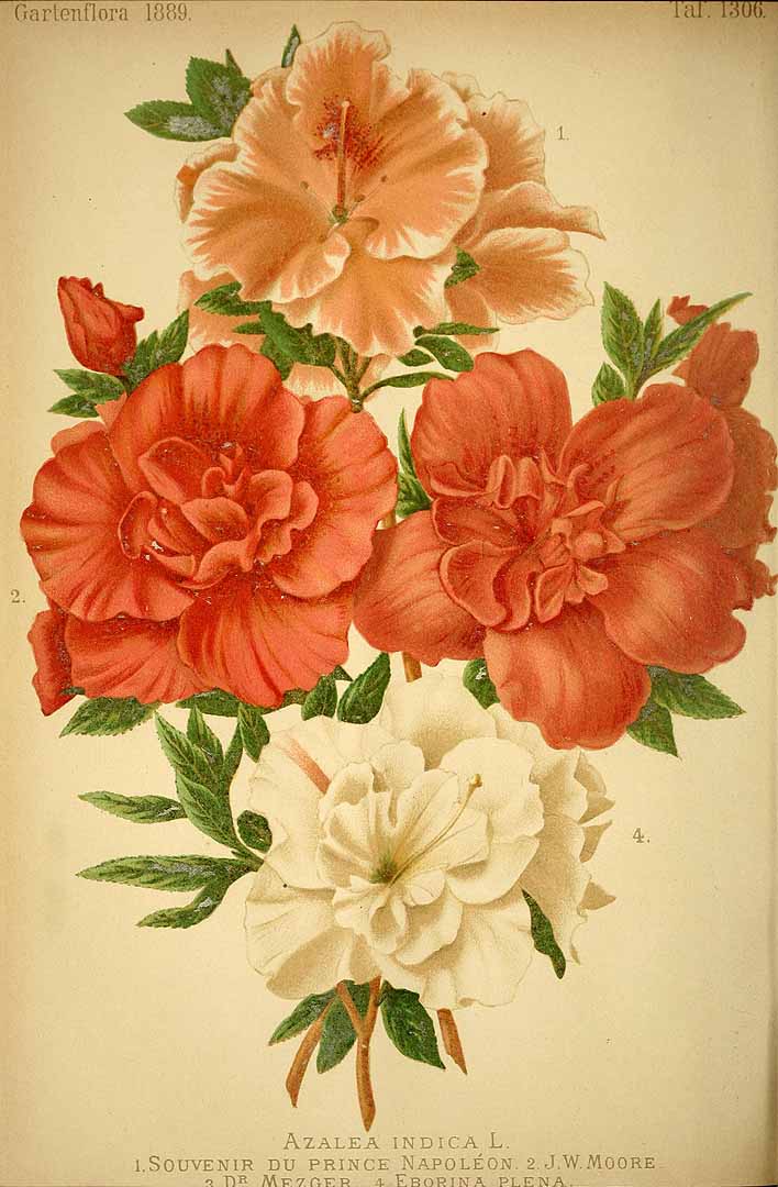 no HD illustration available (3)