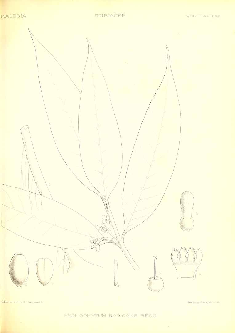 no HD illustration available (3)