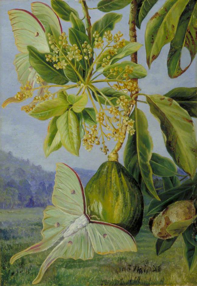 no HD illustration available (3)