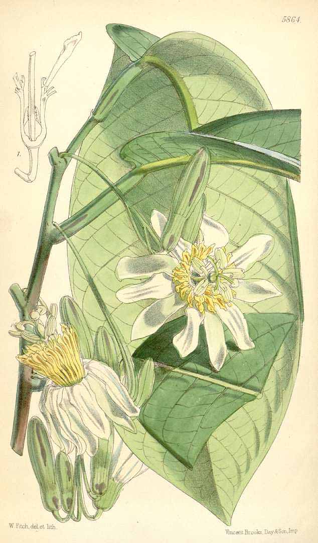 no HD illustration available (3)