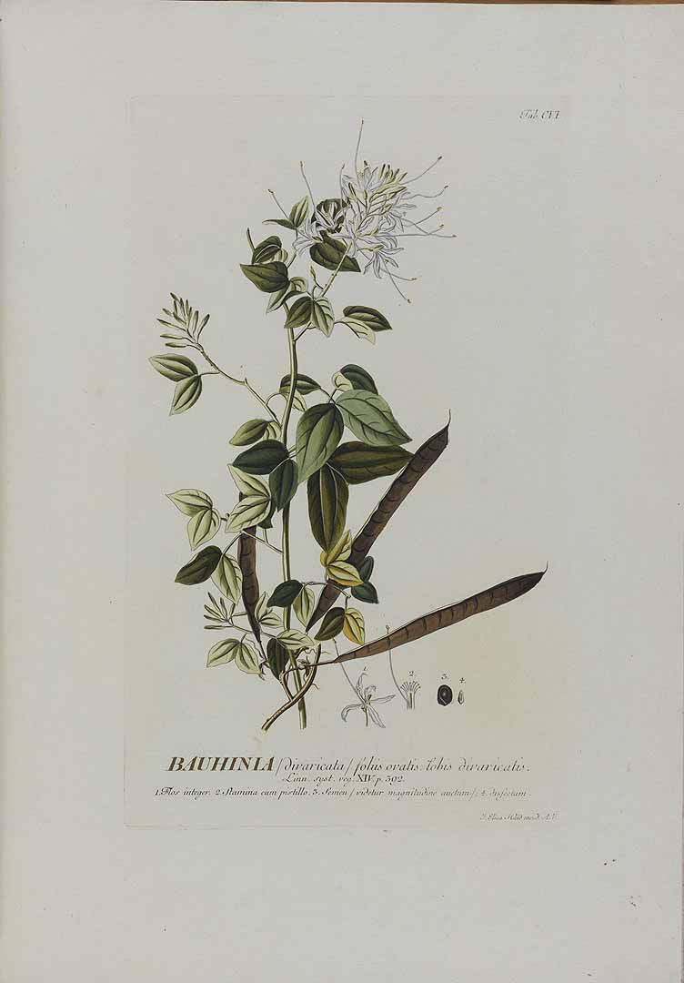 no HD illustration available (3)