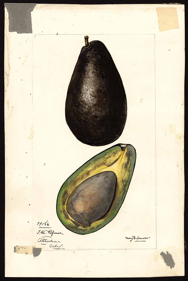 no HD illustration available (3)