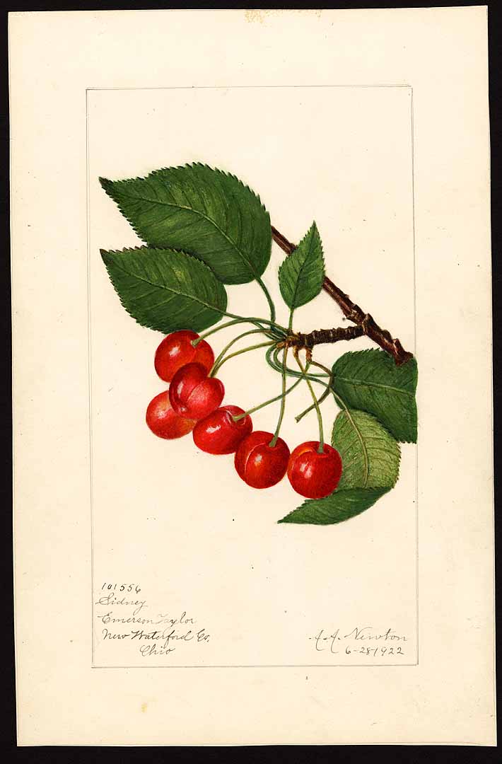 no HD illustration available (3)