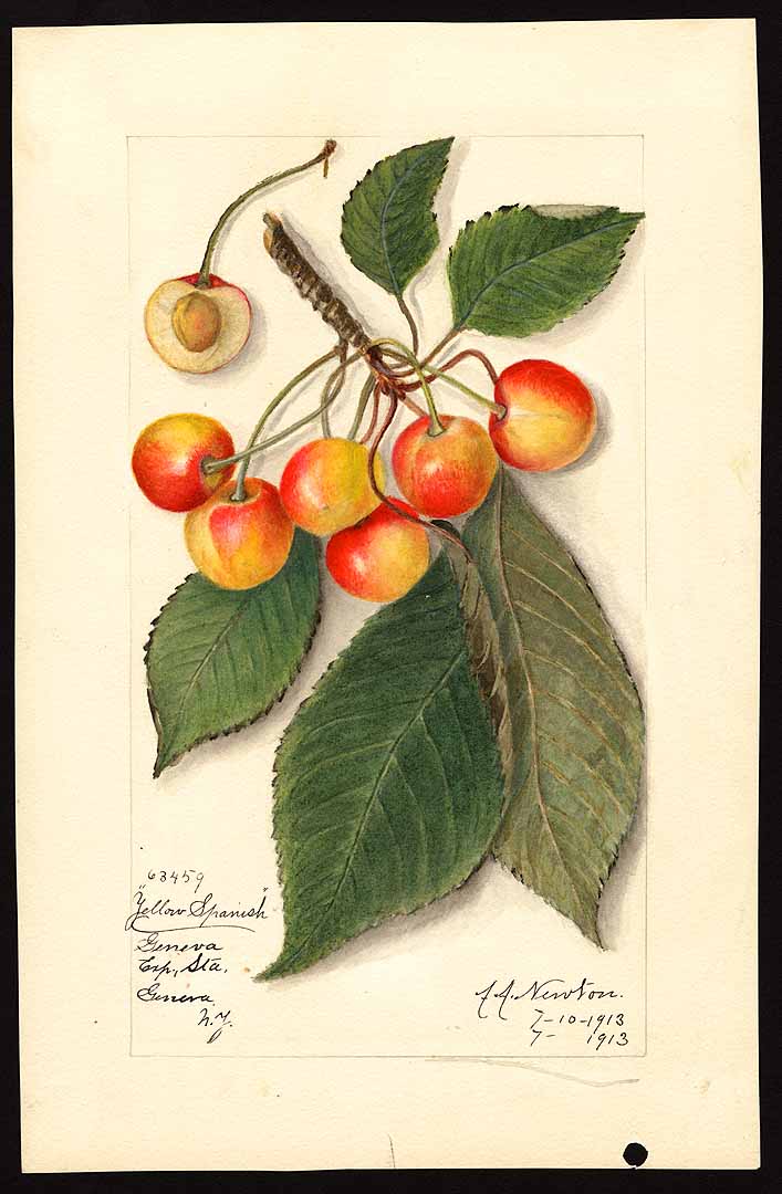 no HD illustration available (3)