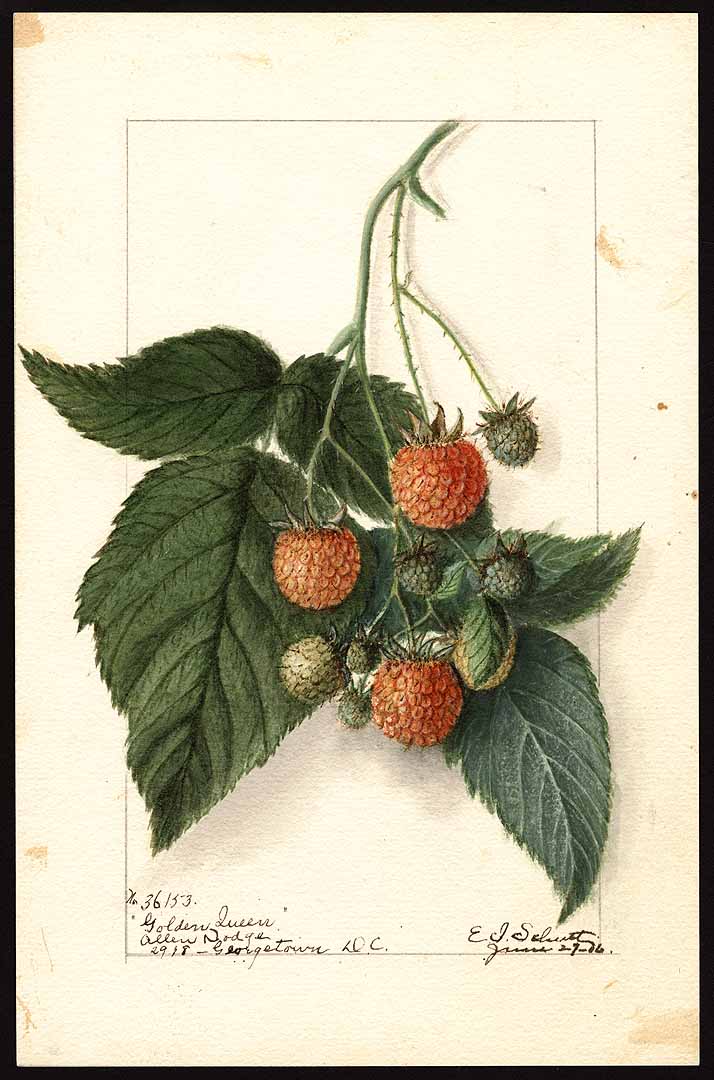 no HD illustration available (3)