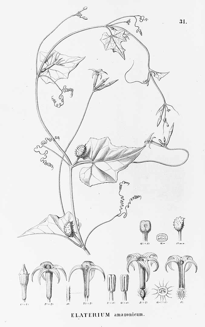 no HD illustration available (3)