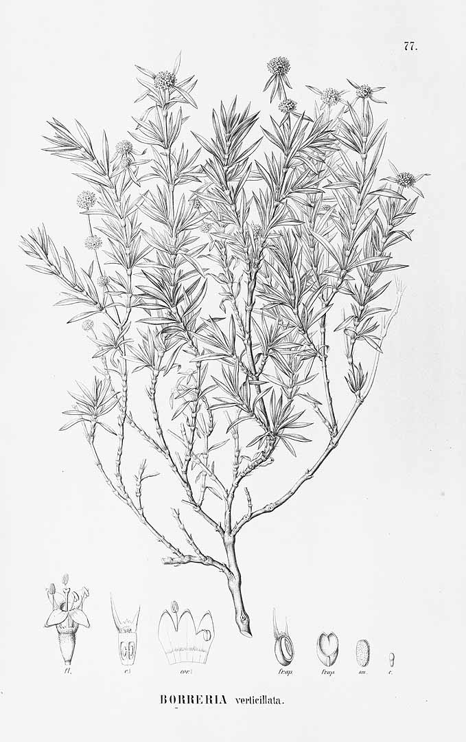 no HD illustration available (3)