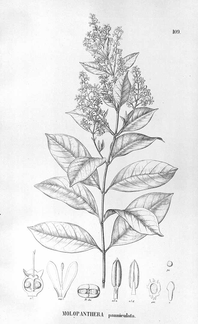 no HD illustration available (3)