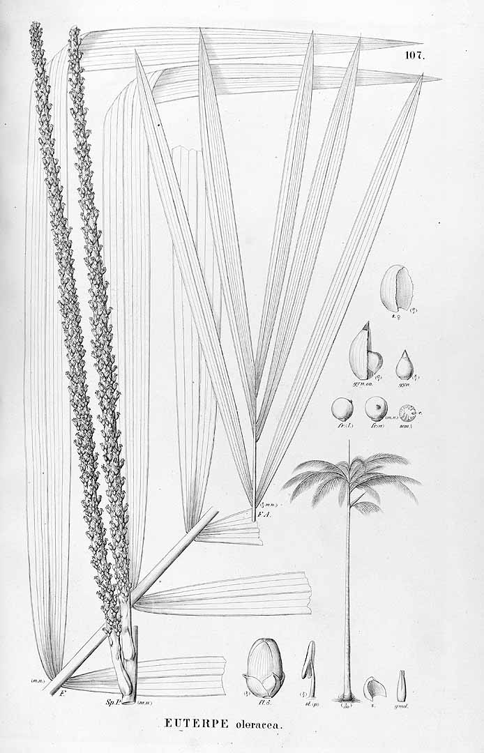 no HD illustration available (3)