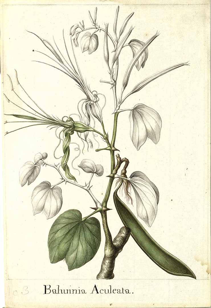 no HD illustration available (3)