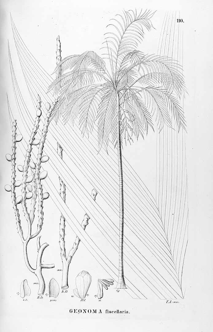 no HD illustration available (3)