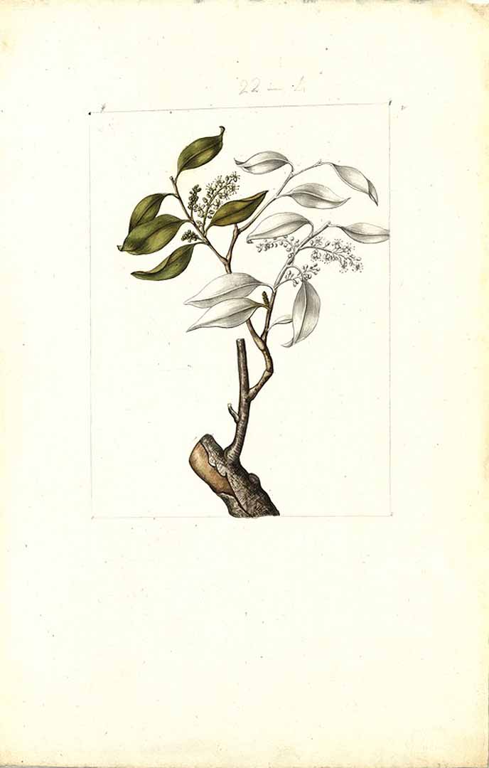 no HD illustration available (3)