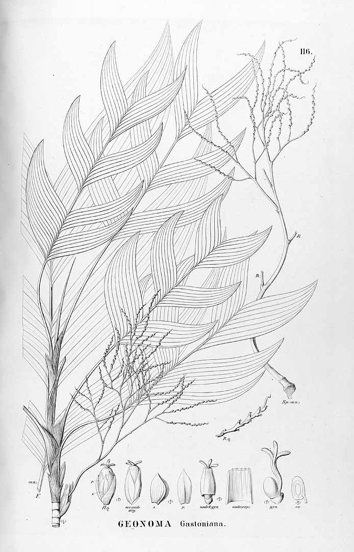 no HD illustration available (3)